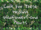 look for healing dandelions